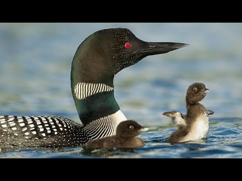 Common loon parent and baby loon