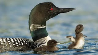 Common loon parent and baby loon