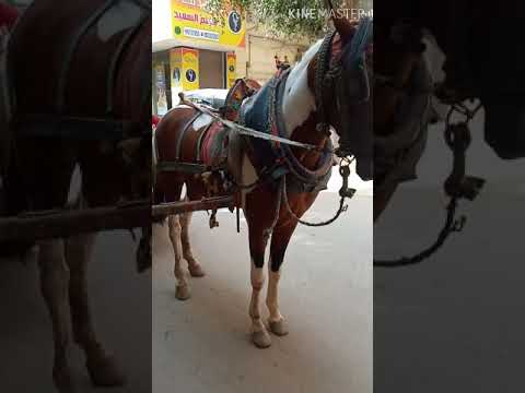 البوابه احمد المنشاوي رمز الحصان ملك الطيب ان عشت هزلكم لو مت الله يسهل لكم رمز الحصان احمد المنشاو