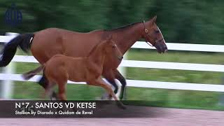 N7 - Santos Vd Ketse