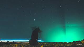 Dogs Barking at Night - Sound Effect for Sleeping screenshot 4