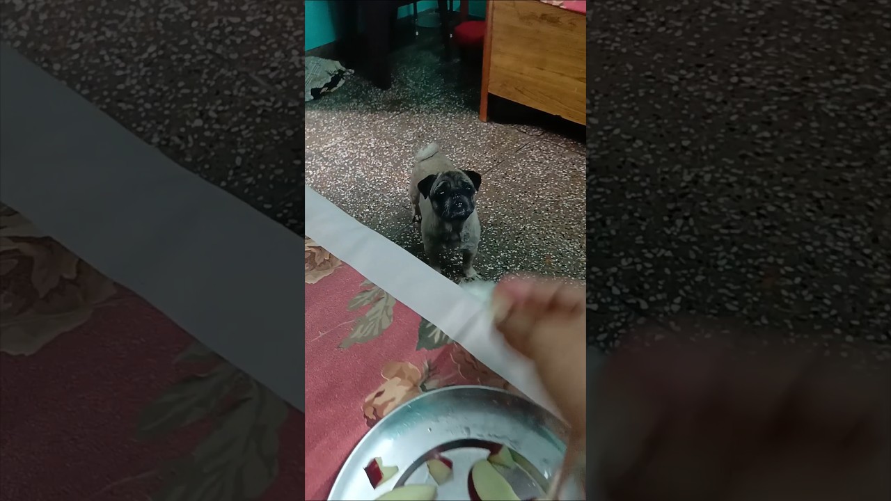 Can dogs eat apple seeds 🐶 | 