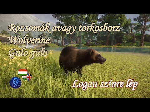 Rozsomák: a menyétfélék legnagyobbja, aki még a medvét is megtámadja