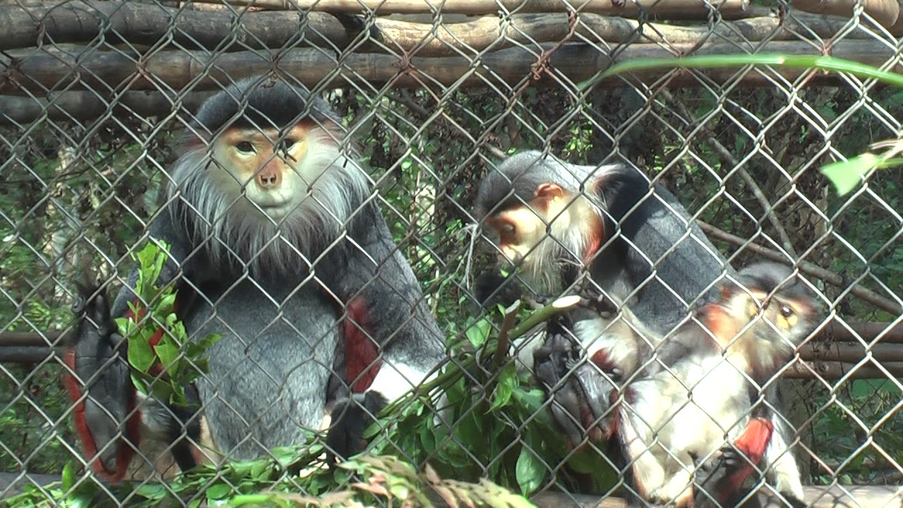 Primate Rescue Center YouTube