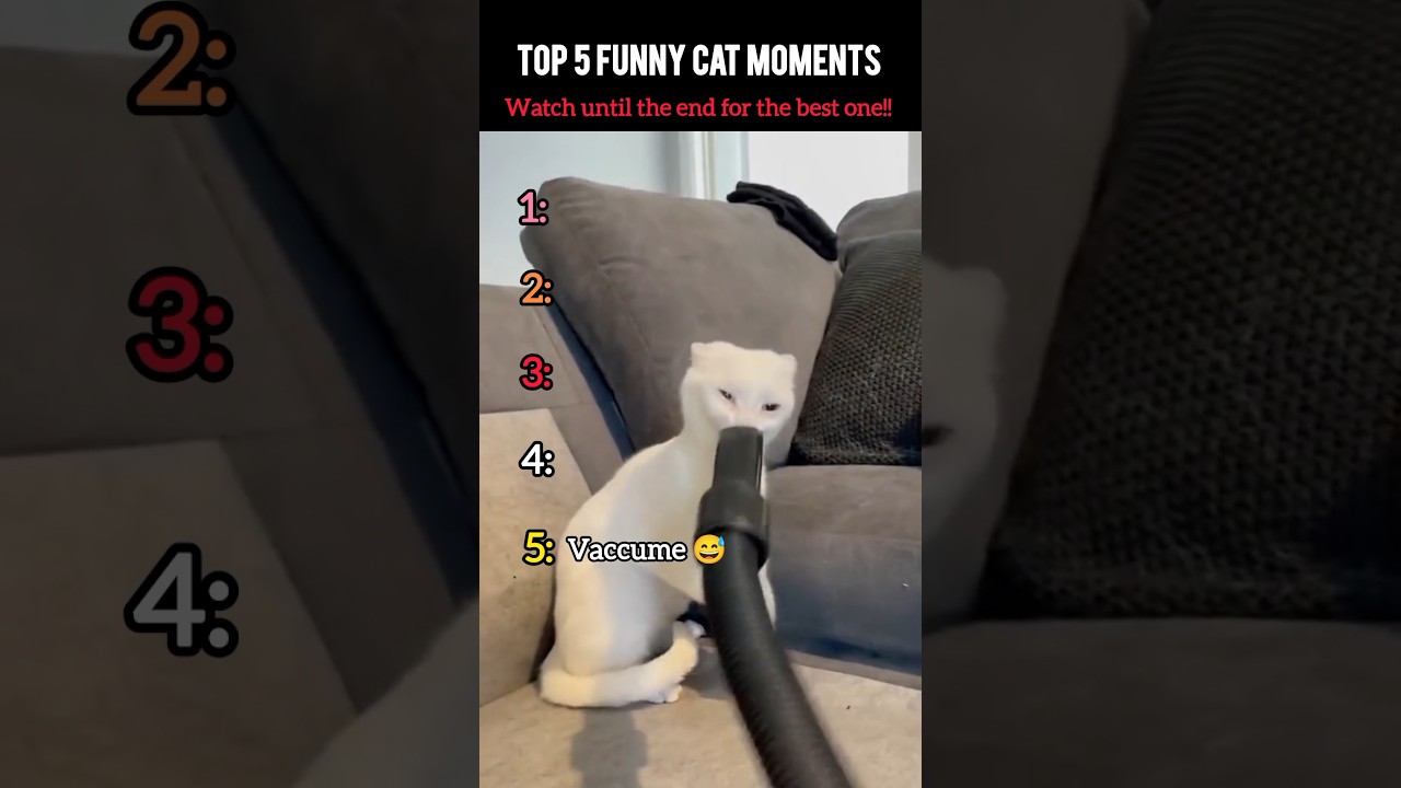 Cats Being Hilarious 😹 | Top 5 Funniest Moments! 