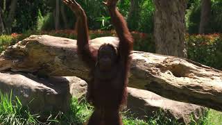 π Funny animals videos - Hypnotic red monkey Dance π