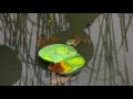 ウシガエルが鳴く大雲寺の蓮池・4K撮影