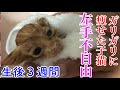 【保護猫 子猫】手が不自由でガリガリに痩せた子猫を保護しました【保護子猫】