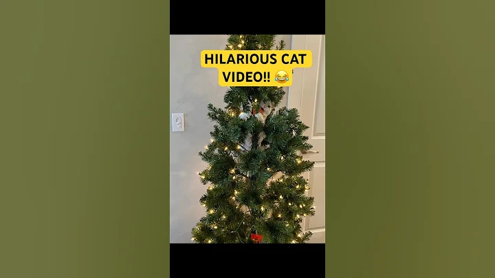 HILARIOUS Cat video! VIRAL #funnycats #catshorts #viralcat #catlover #christmastree