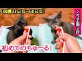 子猫に初めてちゅーるをあげるとこうなりますw【保護31日目~60日目】