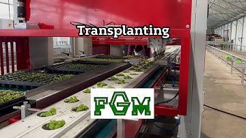 FGM transplanting