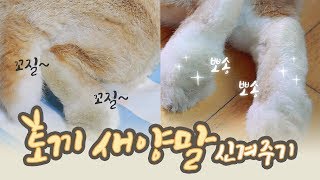 Rabbit Tips! How can I Maintain my little Flower(rabbit/bunny)’s Clean Foots without Bath?