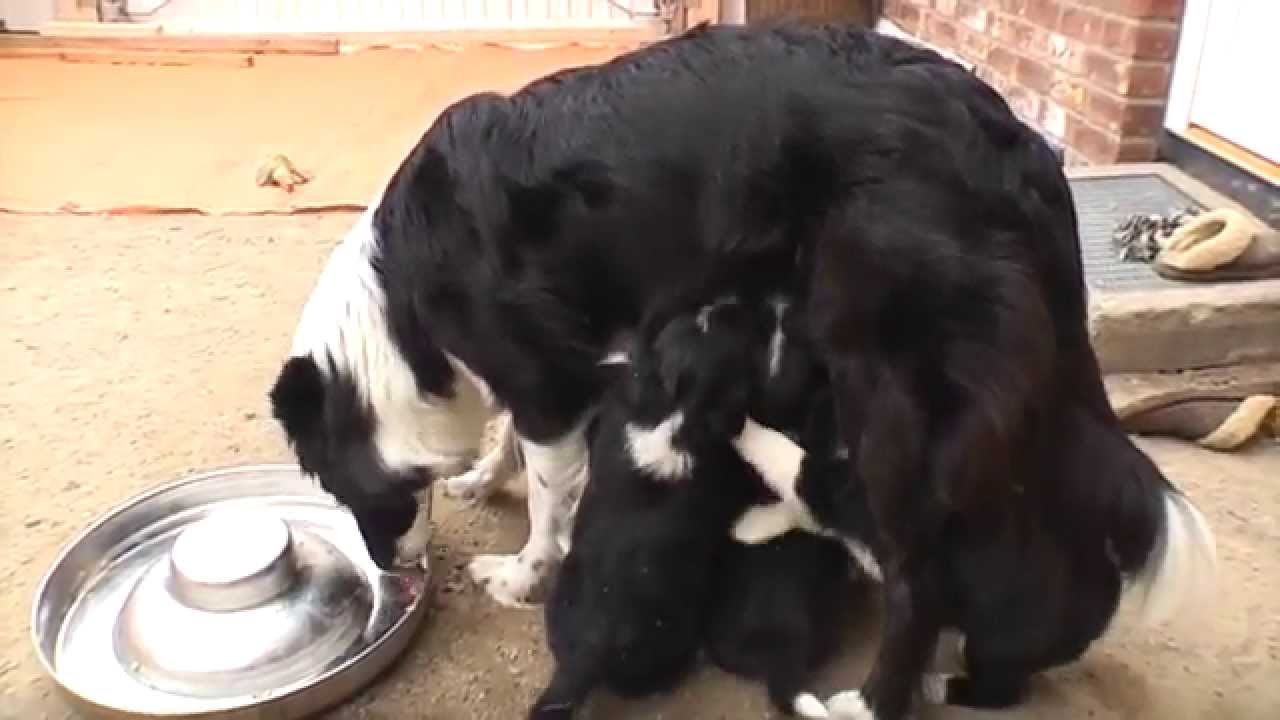 Youtube Hunde Youtube Hunde
