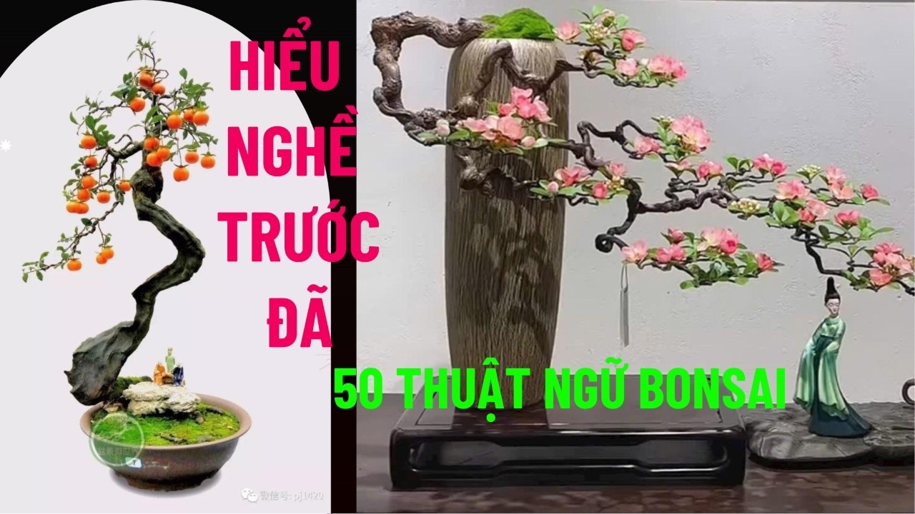 50 Thuật Ngữ Bonsai Quan Trọng Nhất | Người Chơi Cây Bắt Buộc Phải Biết#thuật ngữ bonsai#caycanh
