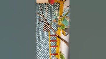 Aviary Birds  Cage Decoration |Beautiful Bird Cage Setup with Accessories#budgerigar#shorts #budgie