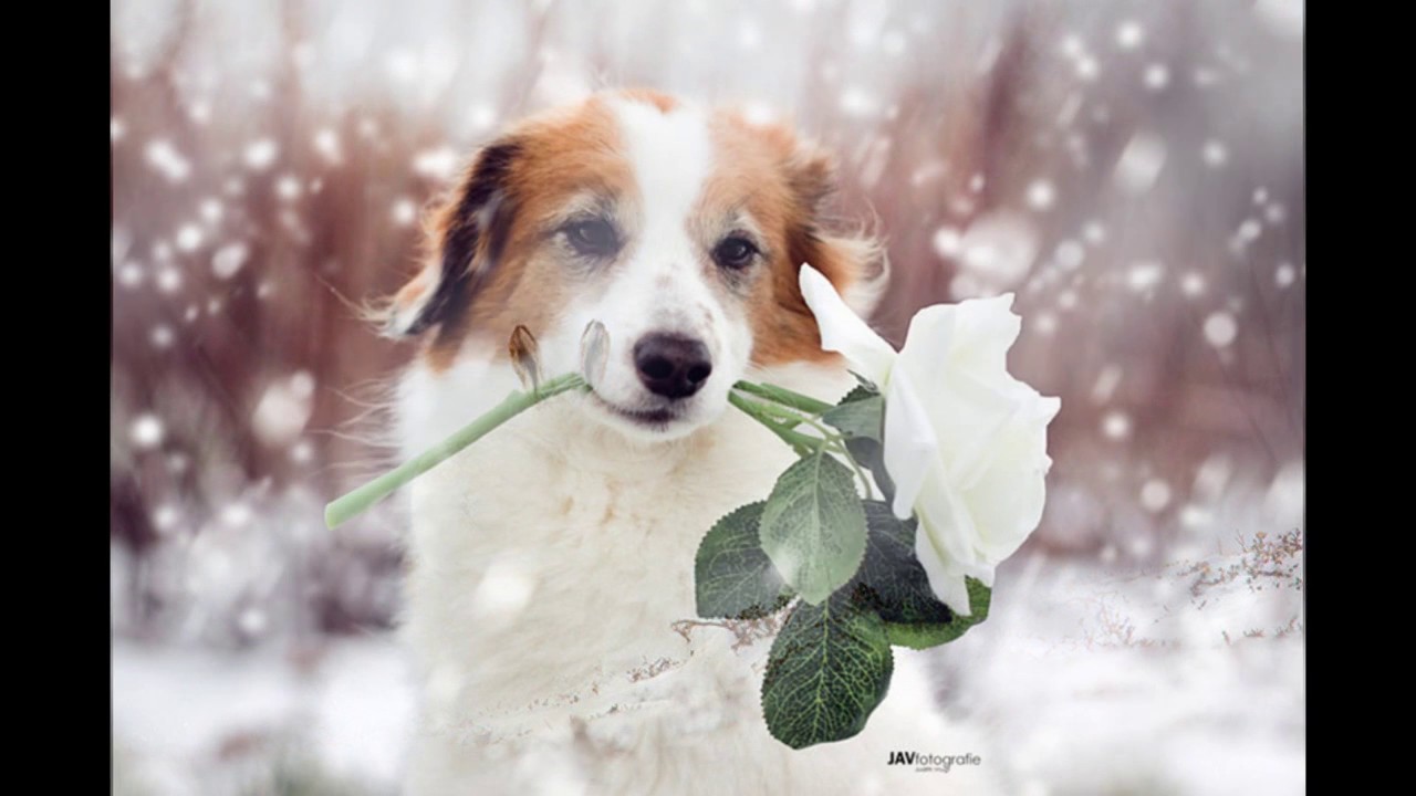 Snow Flower Flute Yuki No Hana Flute YouTube