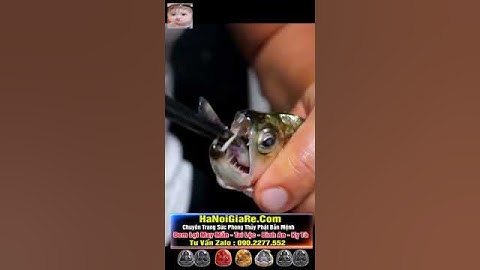Tại sao cá Piranha lại sợ loài cá này #shorts  #tiktok