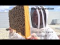 Beginner Beekeeping: What You Should Be Doing in March and April