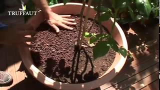 Rosier en pot : planter un rosier sur son balcon