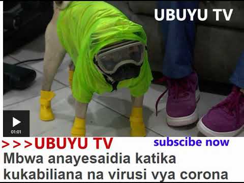 Video: Maambukizi Ya Virusi Vya 'Mad Itch' Pseudorabies Katika Mbwa