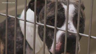 Peninsula Regional Animal Shelter reopens, offers 'social distancing sidekicks'