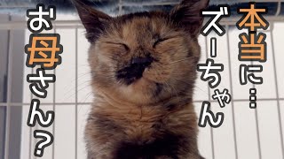 ズー母ちゃんは本当のお母さんじゃないかもしれません…。