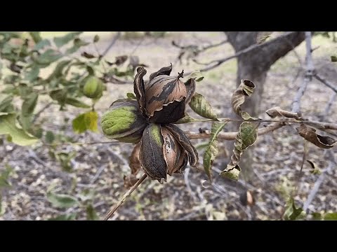 Video: Sklízení pekanových stromů – zjistěte, kdy a jak sklízet pekanové ořechy