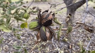 Growing Pecans from Planting to Harvest