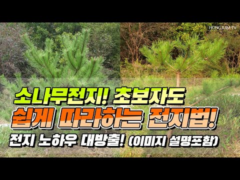 소나무전지를 초보자도 쉽게 따라하는 전지법.. 전지 노하우 대방출 / Pruning pine trees for beginners 064!