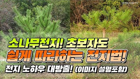 소나무전지를 초보자도 쉽게 따라하는 전지법.. 전지 노하우 대방출 / Pruning pine trees for beginners 064!