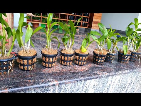 Video: Jinsi Ya Kumwagilia Orchids Nyumbani