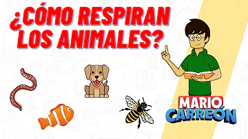 ¿Qué animal no tiene pulmones?