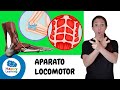 Quiz sobre el Aparato Locomotor