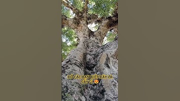 CỤ SUNG RỪNG ĐỘC LẠ SIÊU PHẨM TRÊN TÂY NGUYÊN HÙNG VĨ.