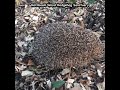Wild hedgehog with infections &amp; leg injury released back to wild - Hornbeam Wood Hedgehog Sanctuary