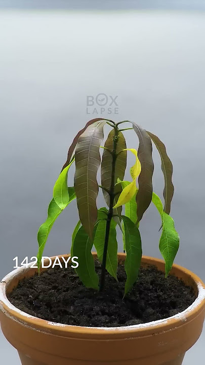 1 YEAR in 50 Seconds - Mango Tree
