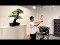 BONSAI ENTO workshop in OSAKA