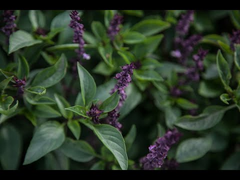Video: Basil 'Queen Of Sheba' Plant: Growing Queen Of Sheba Basil In The Garden