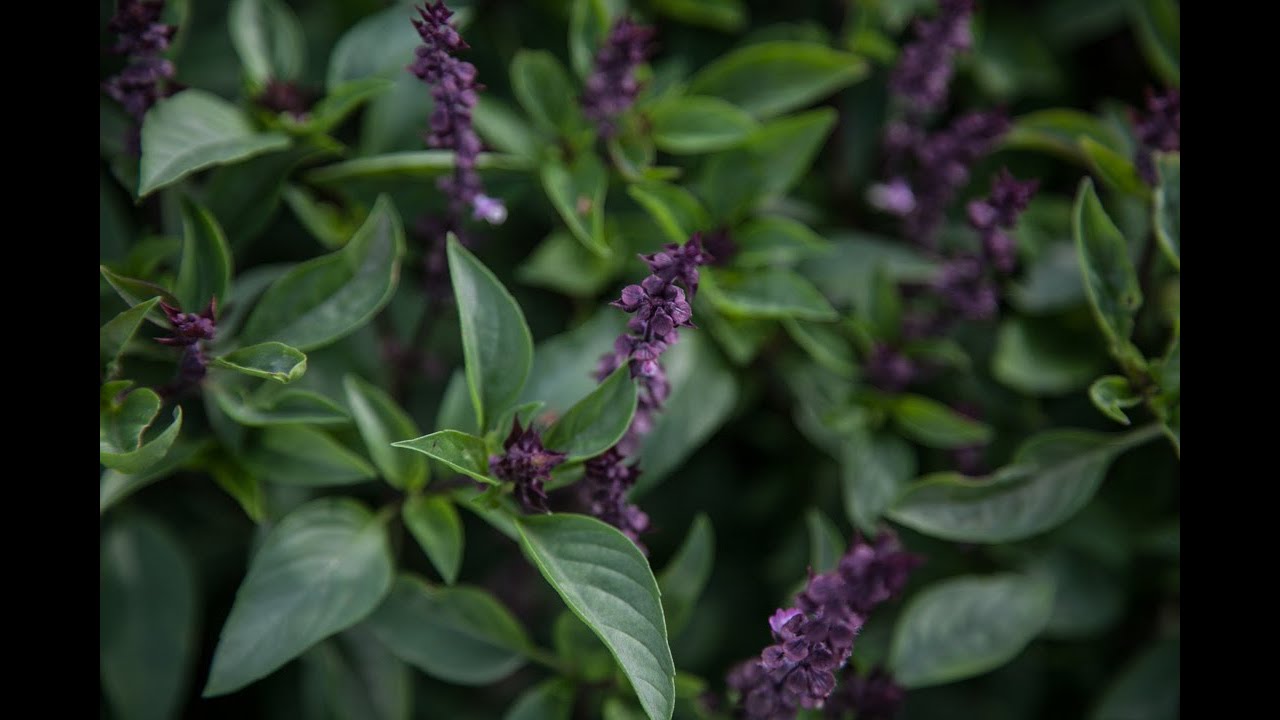 How to Grow, Harvest & Enjoy Thai Basil - YouTube