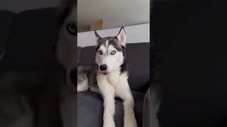 husky loves to sing  #shorts