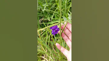 Shorts Short Viral Trending Video Beautiful Violet Wild Flower Love Nature Green Grass 