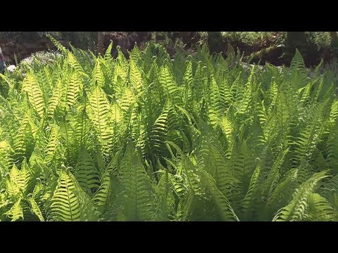 Video: Plantación de helechos de avestruz: información sobre el cultivo y el cuidado de las plantas de helechos de avestruz