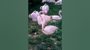 دعاء اللهم بلغنا رمضان القارئ حمزة بوديب 🎧🧡 #دعاء #دعاء_مستجاب #دعاء_الصباح #رمضان #اكسبلور