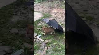 Dog That Goes Out With An Umbrella When It Rains🤣🤣 #Pets #Cute #Funny #Animals #Dog #Funnydogs