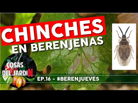 How to Control Lace Bugs in the Garden - #EggplantThursday 16