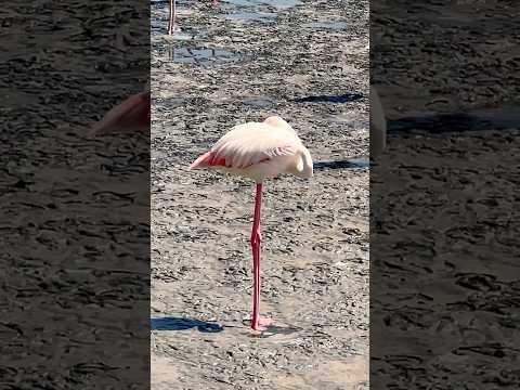 Flamingo sleeping while standing at Ras Al Khor Wildlife Sanctuary 🦩 #dxb #dubai #uae #shorts