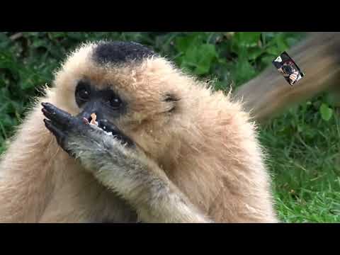 Le Gibbon aux favoris roux est originaire de la péninsule indochinoise - Zoo de Doué la Fontaine  @Maryka46