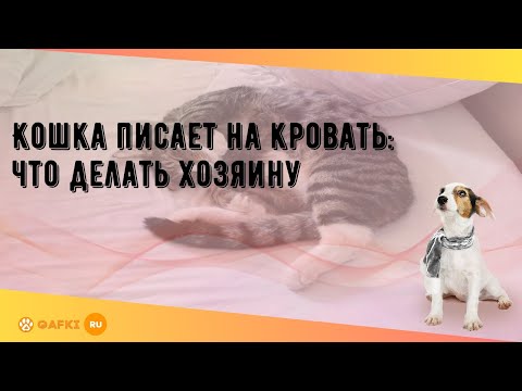 Вопрос: Почему кошка по-маленькому ходит в туалет на кровать?