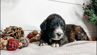 F1 St Berdoodles (Cam x Wickham) - Week 3