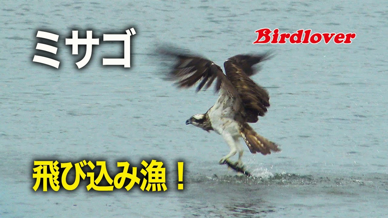 魚しか食べない、ミサゴの飛び込み漁｜Birdlover